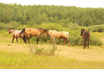 Obraz na płótnie Canvas Herd Of Horses