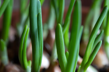 Scallions Or Green Onions, Spring Onions, Or Salad Onions. Young Spring Green Leaf Leaves Growing In Vegetable Garden. Healthy Vegetable.