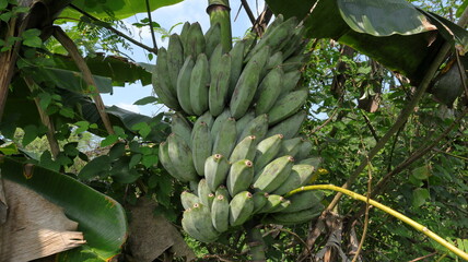 Close up of mature Ash Plantain fruits on a farm