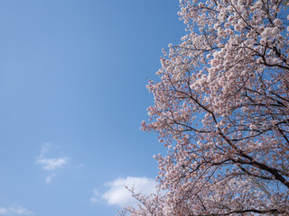 満開の桜
