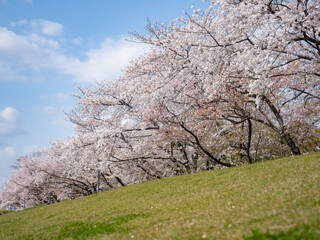 Fototapeta na wymiar 土手の上の桜並木