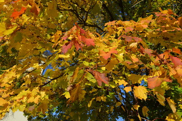 Colourful Autumn Leaves