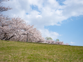 土手の上の桜並木