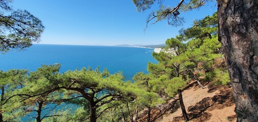 pine tree on the mountain