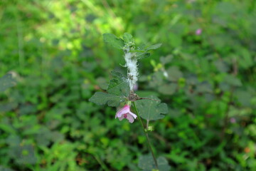 A Caesar weed (Urena lobata) branch with a flower