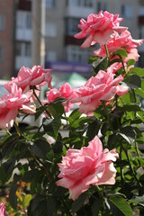 pink roses in a garden