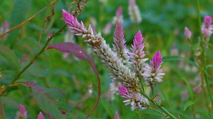 Close up of a Celosia flower head bloomed in the garden