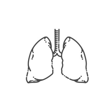 recommend clip art: Lungs flat line icon. Human Respiratory System Lungs Anatomy