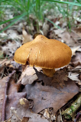 Mushroom Surprise webcap (Cortinarius semisanguineus)