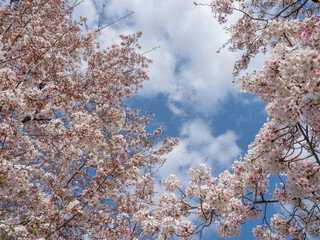 満開の桜