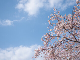 満開の桜