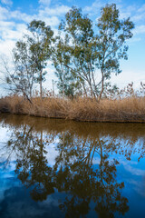 Reed thicket with Eucalyptus trees of Lake Massaciuccoli reflecting on the water