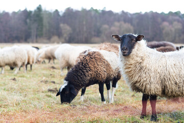 sheep in the field