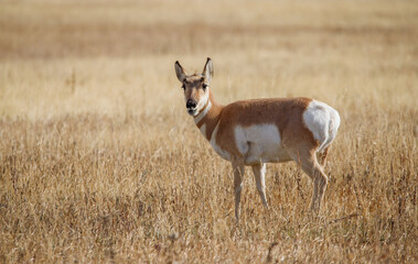 Pronghorn female in grasslands grazing 