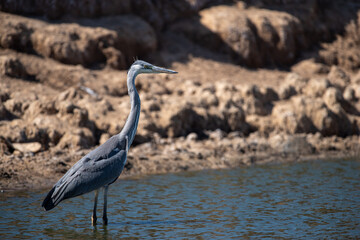 gray heron