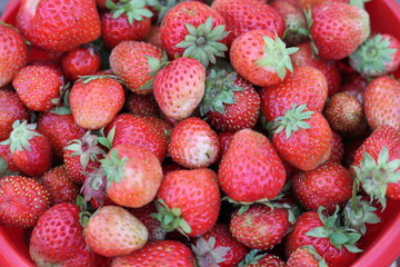 strawberries in the market