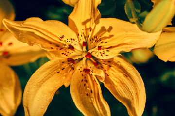 Yellow lily close-up. Dew on flower petals.