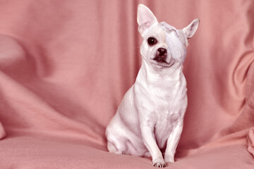 Chihuahua with bandaged head close-up. Injured pet. Treatment of a dog in a veterinary clinic.