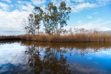 Obraz premium Eucalyptus trees of Massaciuccoli lake reflecting on the water