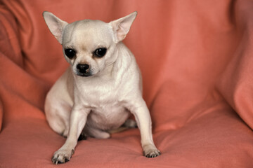 A sad chihuahua is sitting in a chair. Close-up portrait of a small dog.