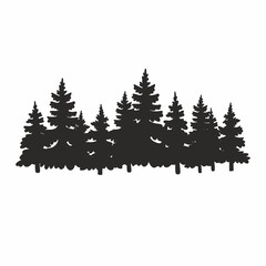 Fototapeta premium Silhouette of coniferous trees