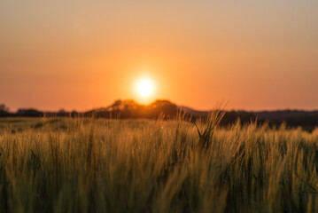 Fototapeta na wymiar Zachód słońca nad polem uprawnym