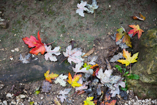 Colorful autumn leaves laying on ground. View from above.