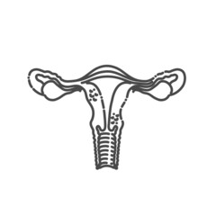 Uterus illustration. Human internal organs. Vector illustration