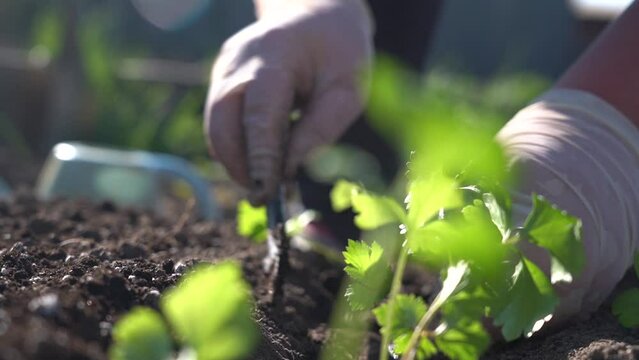 Planting celery seedlings in the ground