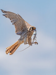 American Kestrel in Flight
