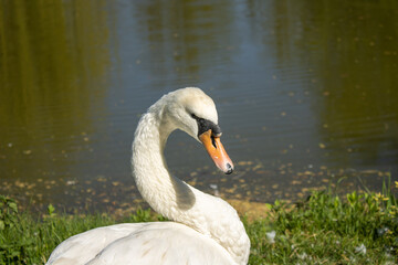 Close-up of a beautiful graceful white swan. The bird swims on the lake pond in the park. Spring wakening of nature.