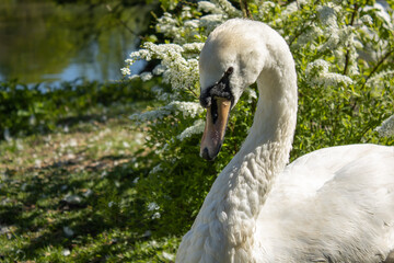 Obraz premium Close-up of a beautiful graceful white swan. The bird swims on the lake pond in the park. Spring wakening of nature.