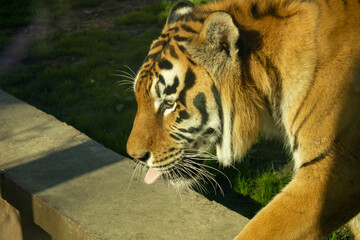 Close-up portrait photo head and neck of a striped tiger with its tongue hanging out.