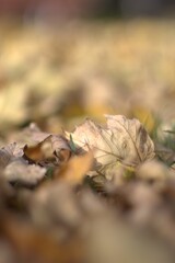 autumn leaves on the ground