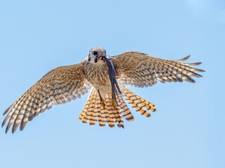 American Kestrel in Flight