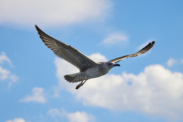 Beautiful gray seagull, spreading its wings, flies against the background of an incredibly beautiful blue sky with clouds