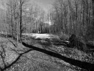 road in the woods forest and trees in winter in black and white
