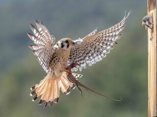 American Kestrel in Flight