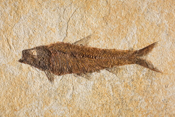 close-up fish fossil in rock