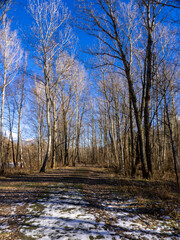 forest and trees in winter and blue sky