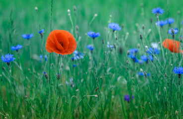 Beautiful wild flowers poppies and blue cornflowers, on the fresh green grass  background. abstract background of nature small deps of field. Wonderful rural landscape.