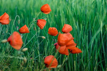 poppy flowers on the green background on field in sunny day. rural landscape. used as background.