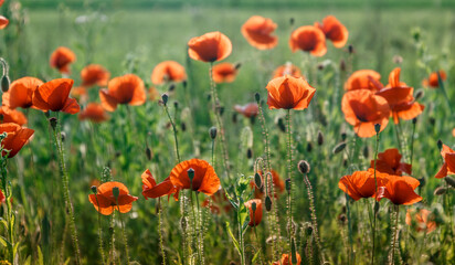 Poppies field in rays sun. Flowers Red poppies blossom on wild field. Beautiful field red poppies with selective focus. Red poppies under of sunlight. majestic rural landscape. soft focus.