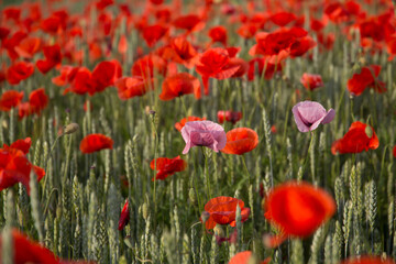 Obraz na płótnie Canvas Poppies field in rays sun. Flowers Red poppies blossom on wild field. Beautiful field red poppies with selective focus. Red poppies under of sunlight. majestic rural landscape. soft focus.