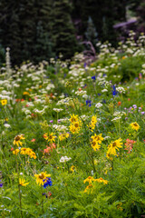 flowers in the mountain meadow