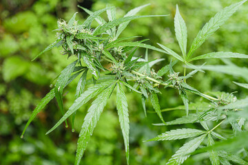 Marihuana plants close up.Medical cannabis