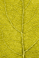 Leaf of fruit tree close up. Vivid yellow mosaic pattern of veins and plant cells. Abstract tinted vertical background. Macro