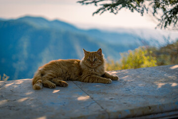 close up shot of orange ginger cyprus cat with mountain background