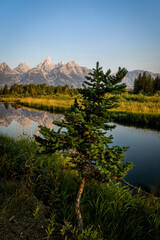 Tree and Tetons