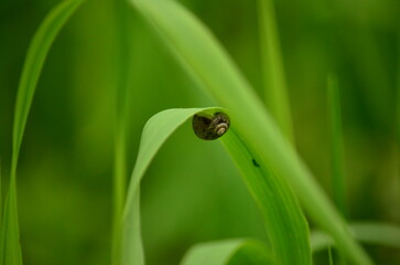 Close-up snail on a blade of grass on a blurred green background